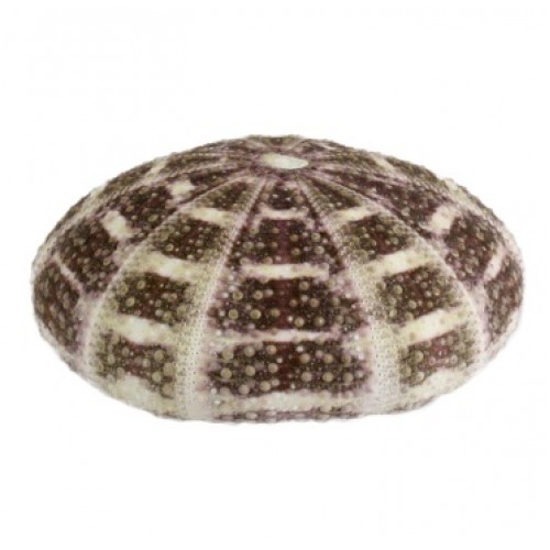 Морски таралеж - Urchin Alfonso 3" - около 5-7см - 1бр.
